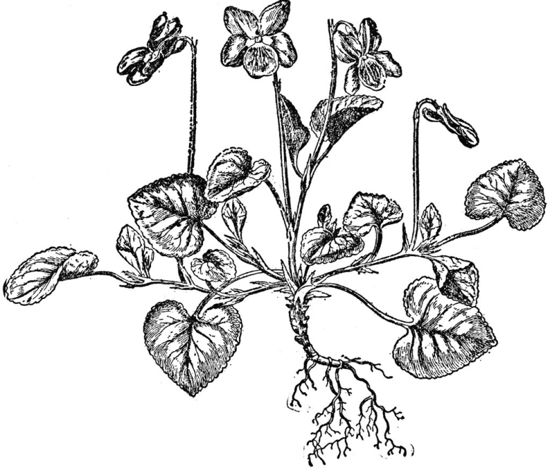 Диаграмма цветка фиалки