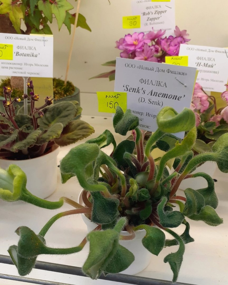 Сорт фиалки Мания величия