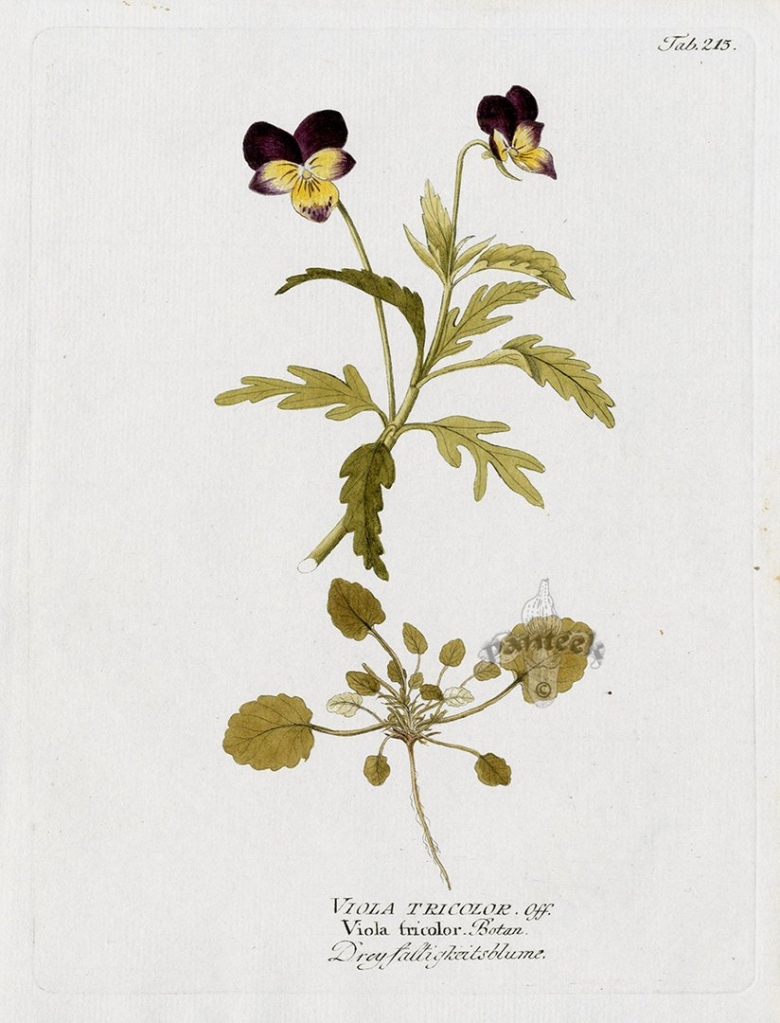 Viola tricolor иллюстрация ботаническая