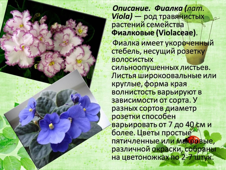 Краткое описание растения сенполия фиалка