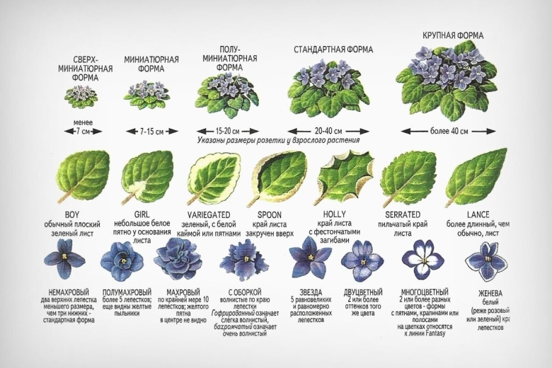 Фиалка узамбарская классификация