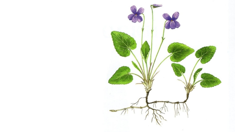 Фиалка топяная Viola uliginosa