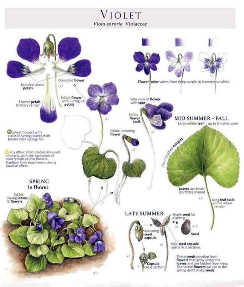 Фиалка душистая Ботаническая иллюстрация