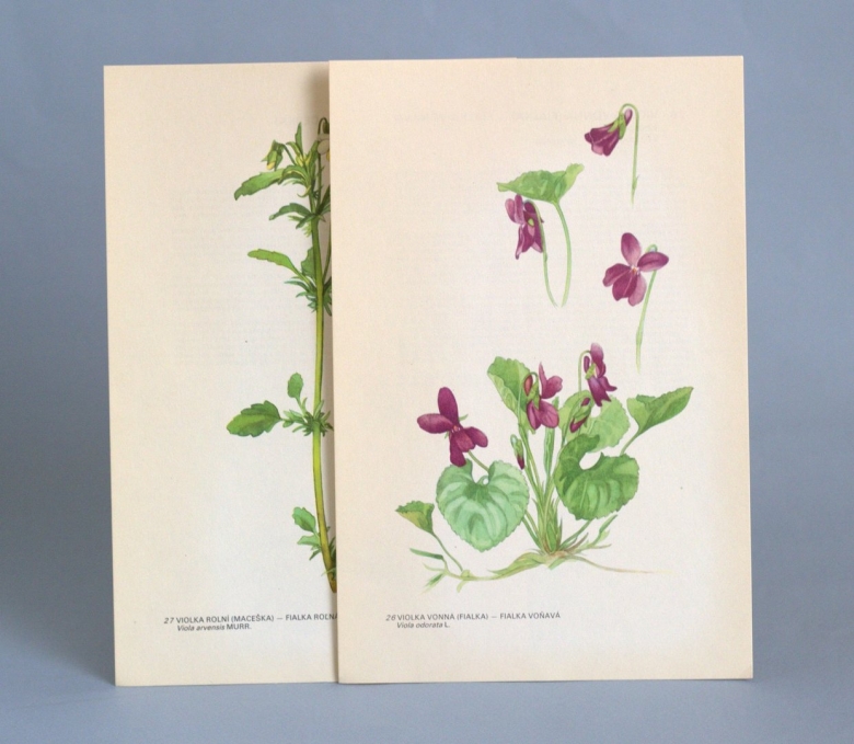 Кружок Ботаническая акварель