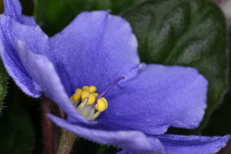 Узамбарская фиалка сапфир