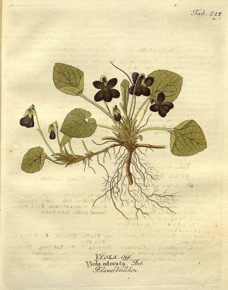 Viola odorata Ботанический рисунок