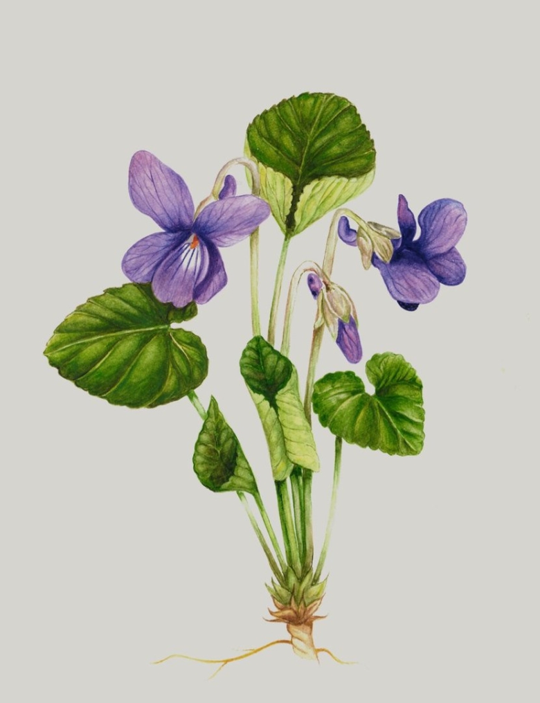 Фиалка душистая Konigin Charlotte