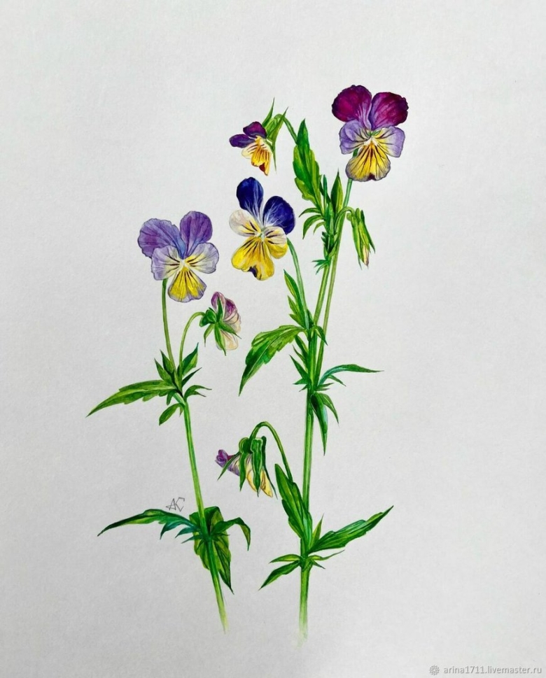 Фиалка трехцветная фармакогнозия