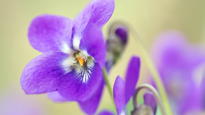 Лесная фиалка