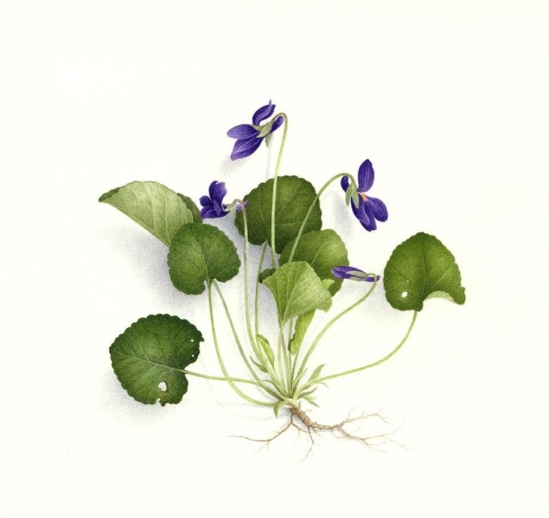 Viola odorata Ботаническая иллюстрация
