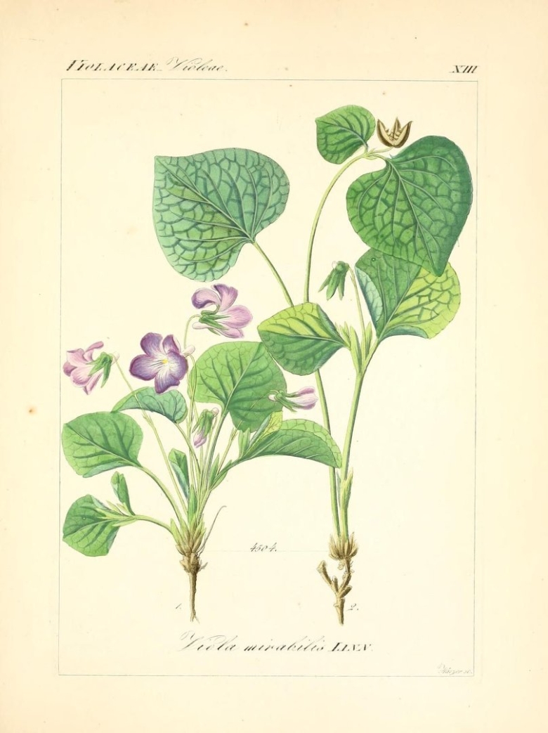 Ботанический рисунок