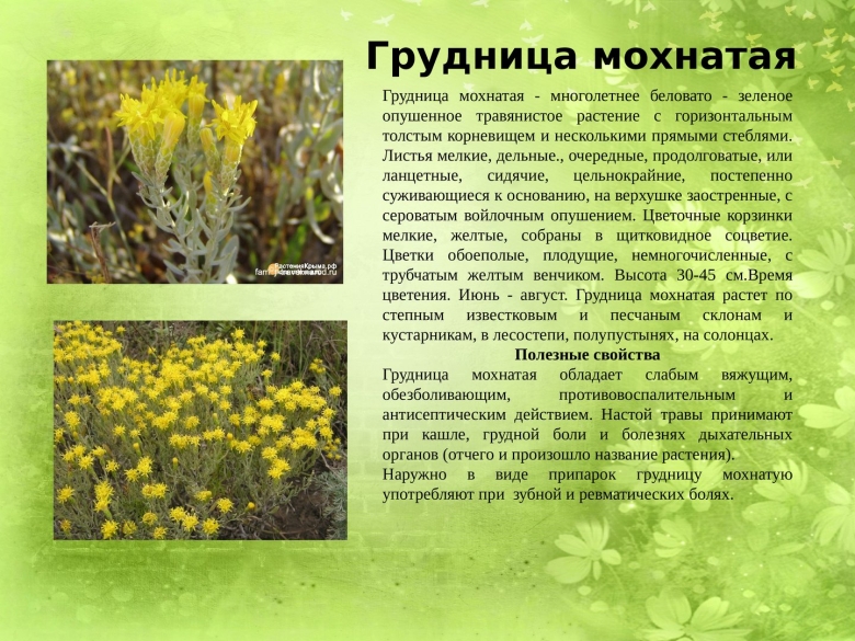 Грудница мохнатая