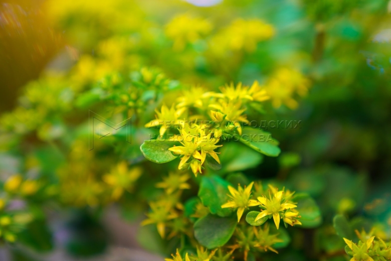 Седум побегоносный