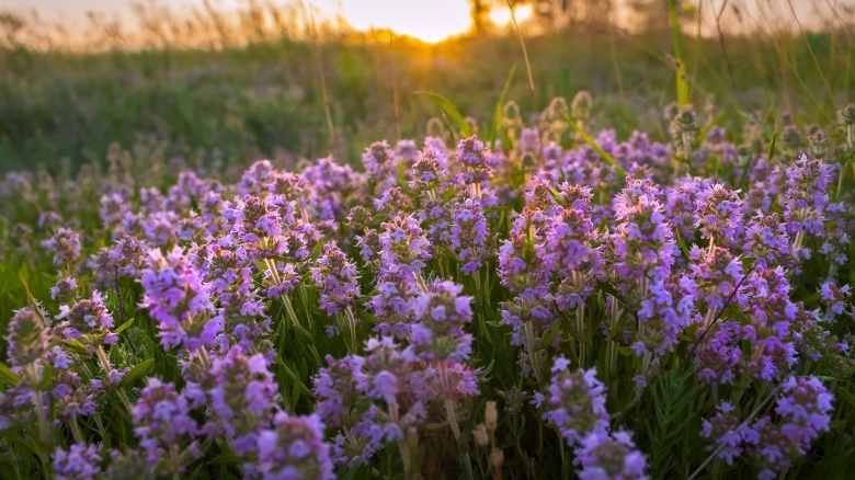 Чабрец Крымский