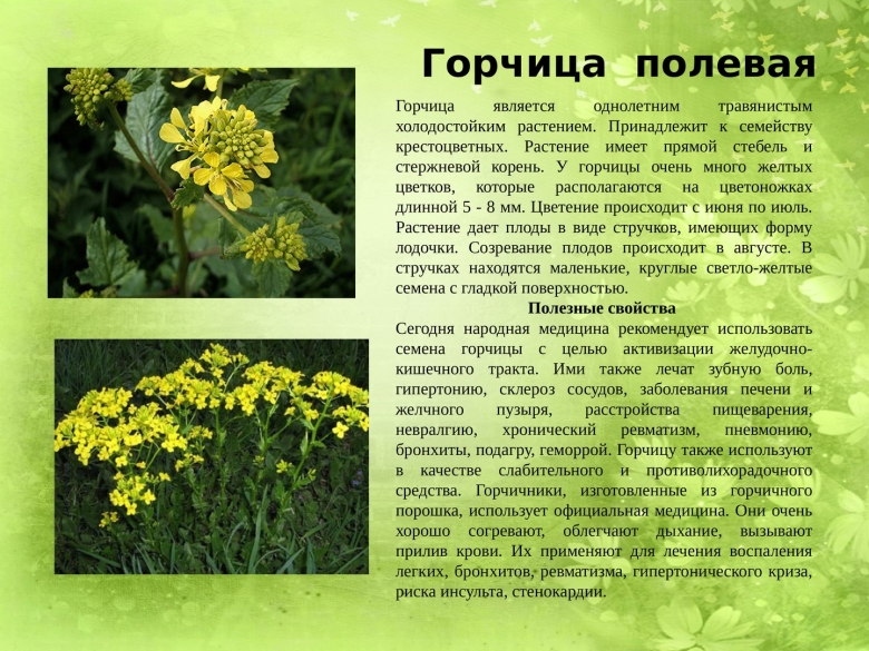 Лекарственные растения Донбасса