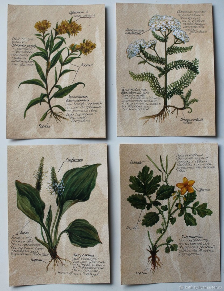 Herbs Medical avicina