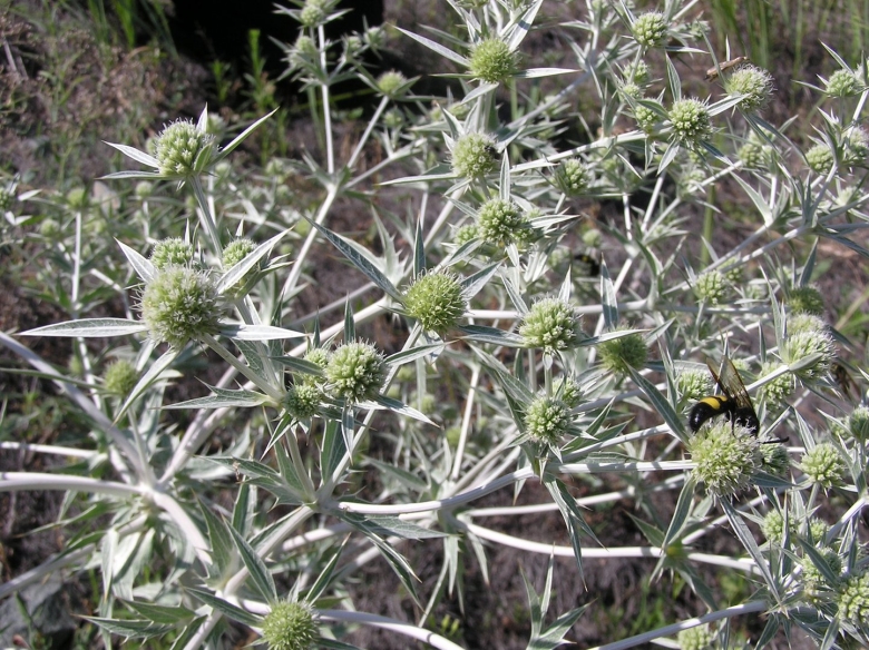 Eryngium Campestre