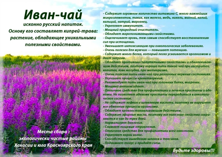 Кипрей иван чай целебные свойства и противопоказания