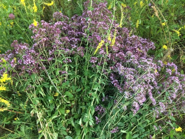 Душица Матрешка