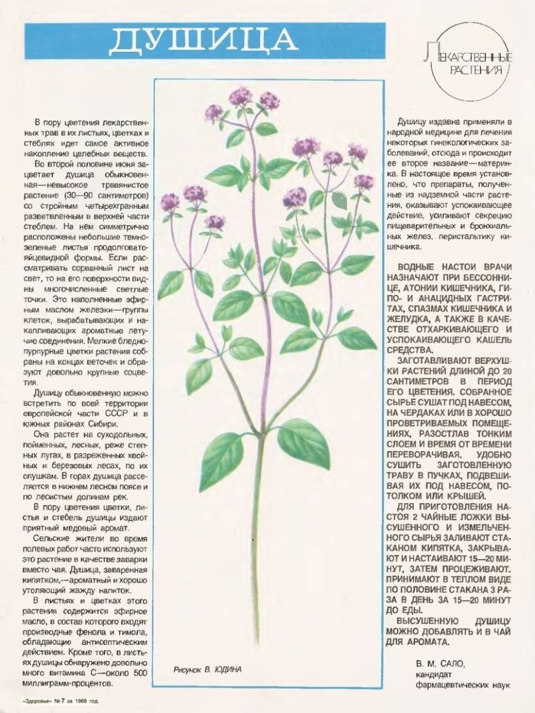 Душица обыкновенная лекарственные растения