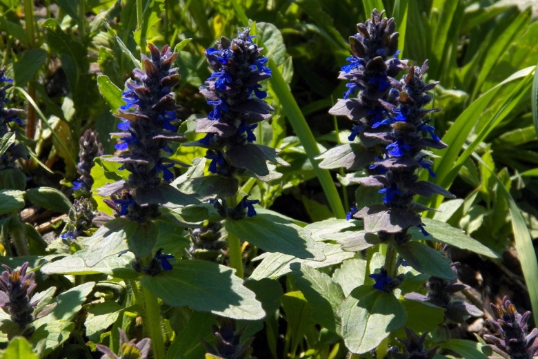 Живучка Женевская Хелена