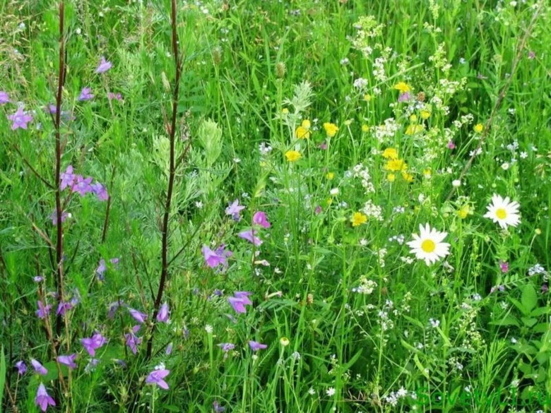 Сбор лекарственных трав