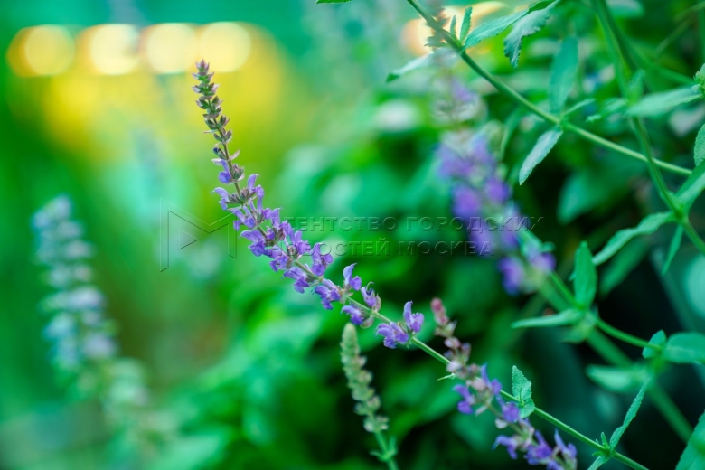 Дубравный шалфей