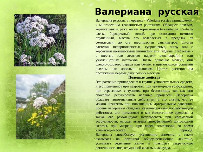 Лекарственные растения донецкого края