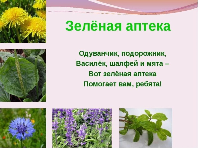 Лекарственные растения для детей