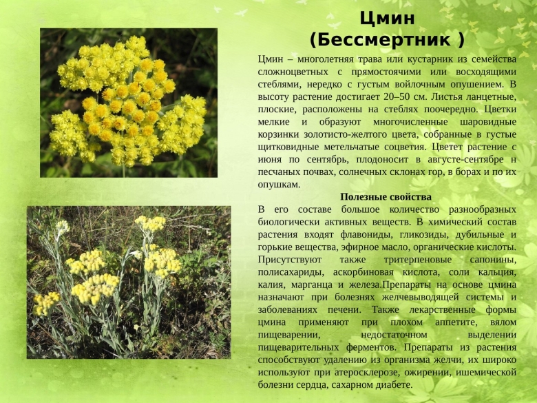 Лечебное растение