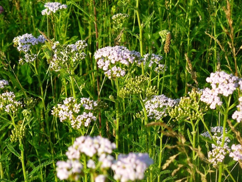 Тысячелистник зонтичный achillea umbellata