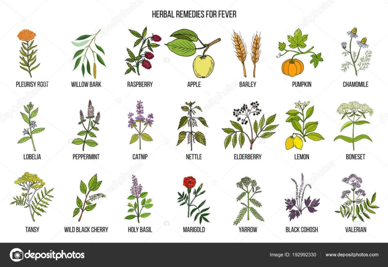 Лекарственные растения карточки