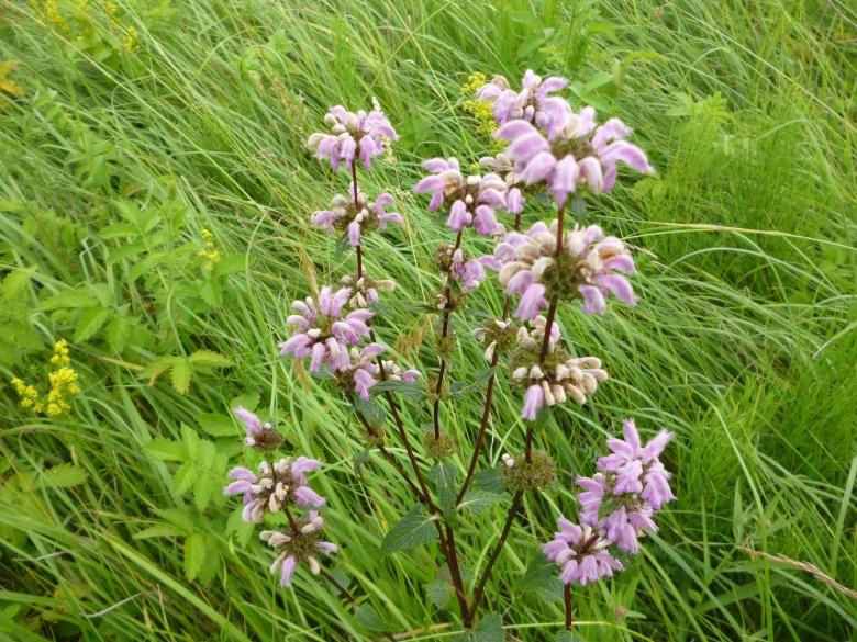 Зопник колючий Железняк