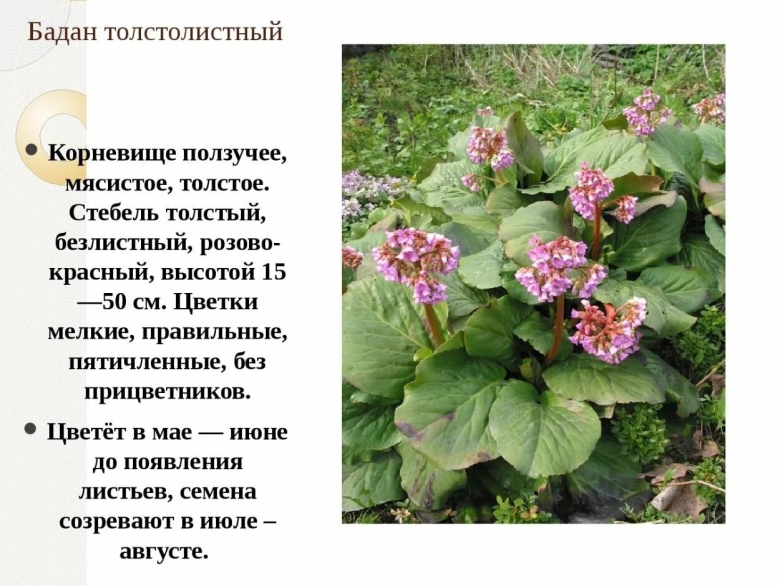 Бадан толстолистный