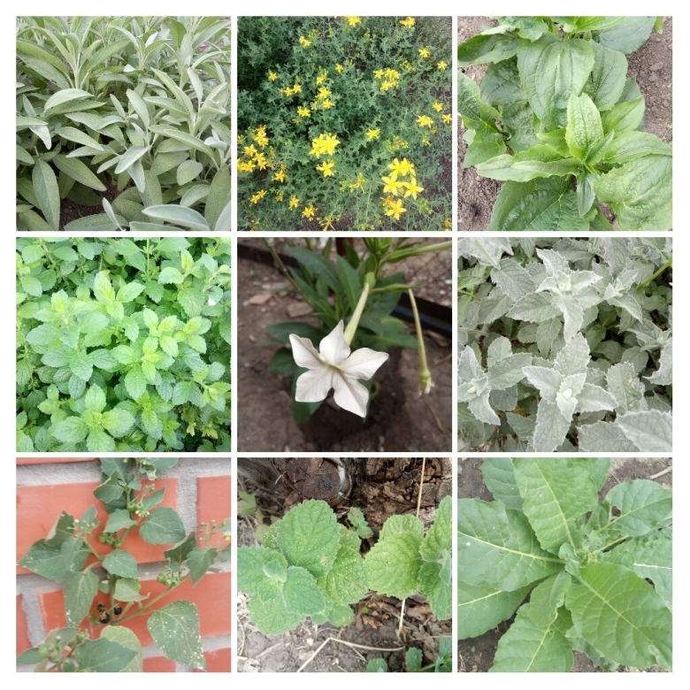 Стевия в огороде