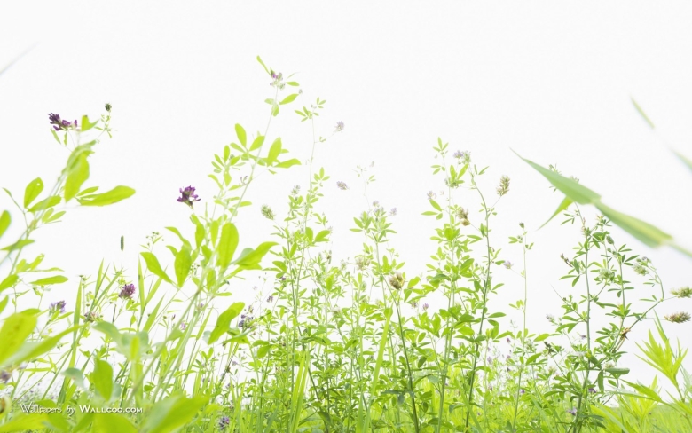 Луговая трава