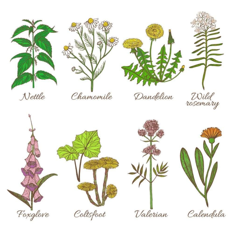 Matricaria chamomilla