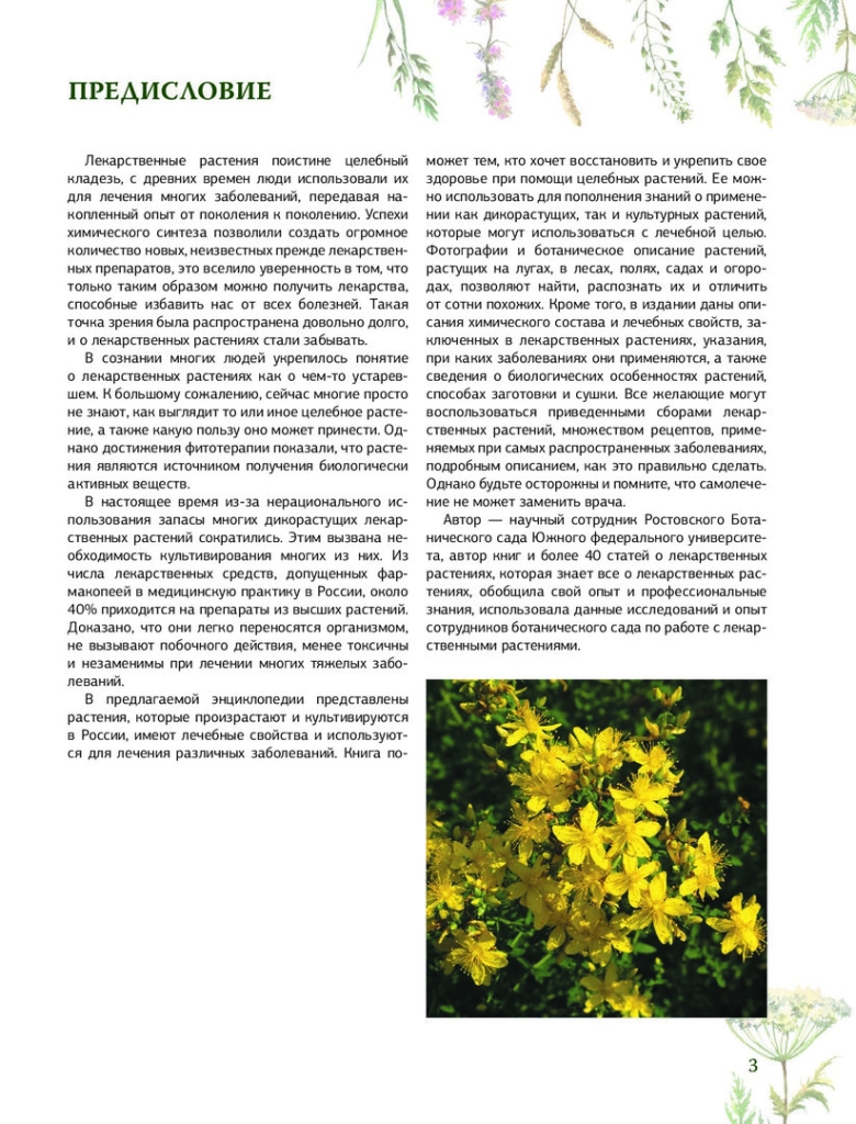 Зверобой продырявленный лекарственные растения