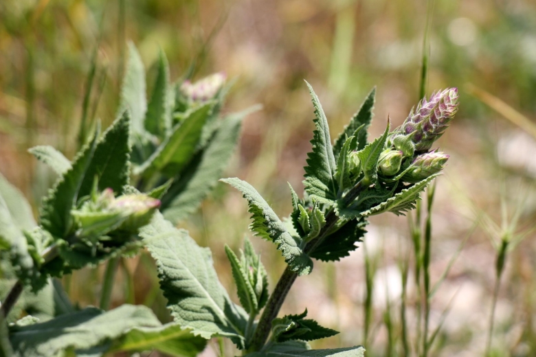 Лечебные травы Донбасса