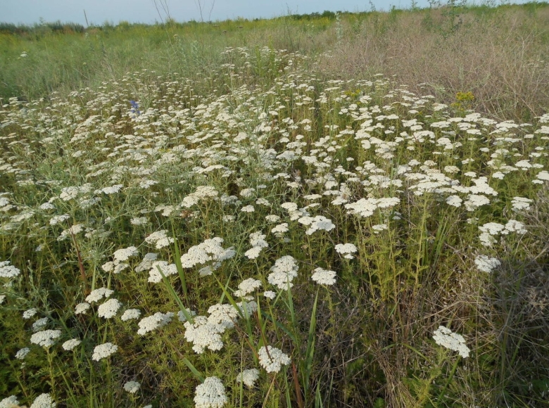 Тысячелистник обыкновенный Луговой