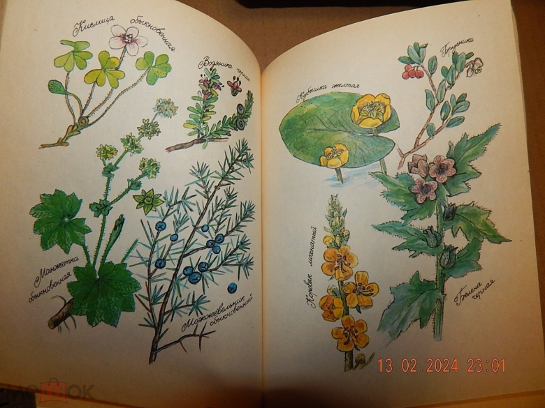Лекарственные растения книга