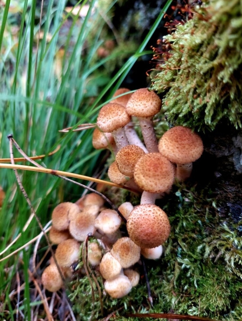 Гриб опёнок осенний