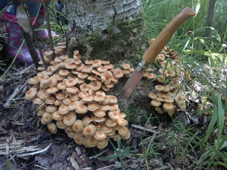 Опенок древесинный