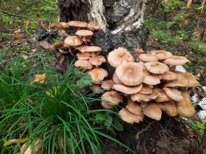 Гриб на дачу купить