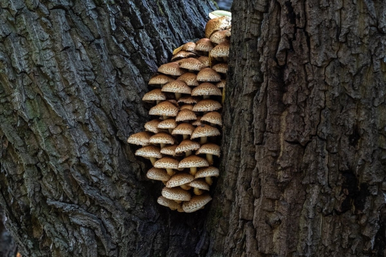Гриб чешуйчатка обыкновенная pholiota squarrosa