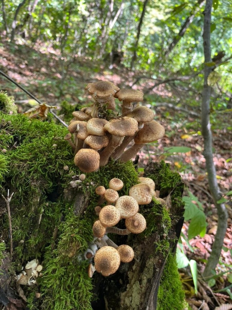 Опята в лесу