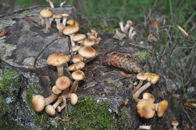 Сосновый опенок съедобный