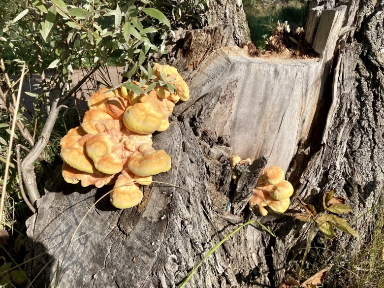 Гриб трутовик серно желтый