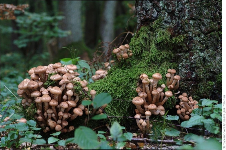 Опёнок осенний