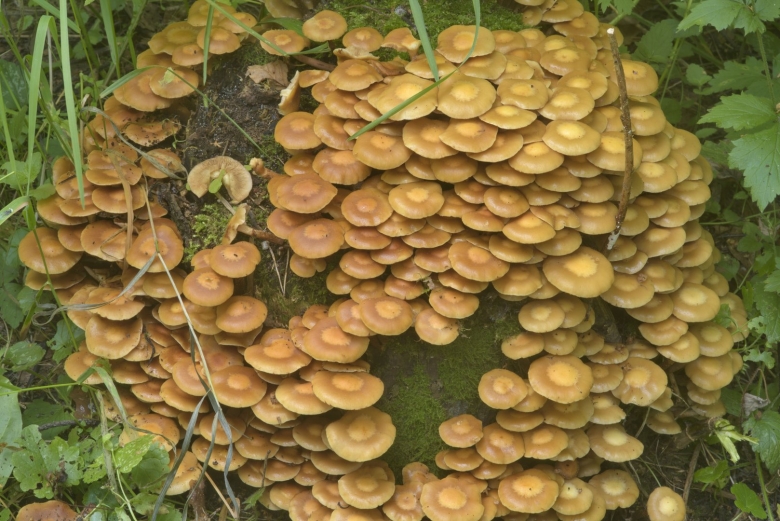 Гриб березовые опята